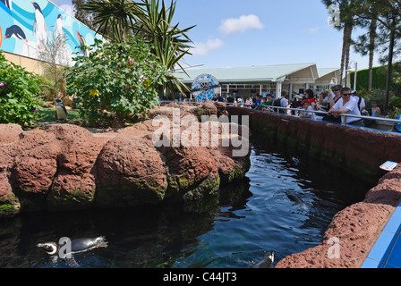 Die Pinguin-Begegnung in SeaWorld. Stockfoto