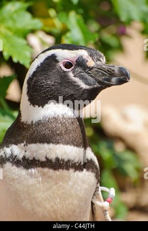 Die Pinguin-Begegnung in SeaWorld. Stockfoto