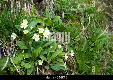 Die Primel wächst am Ufer im zeitigen Frühjahr. (Primula Vulgaris) Stockfoto