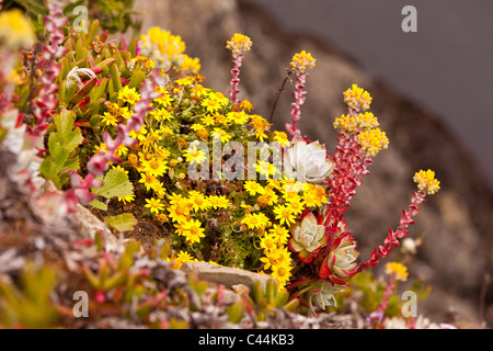 MENDOCINO HEADLANDS STATE PARK, Kalifornien, USA - Pazifik Fetthenne Pflanze, Sedum Spathulifolium, Blume, auf küstennahen Klippen. Stockfoto