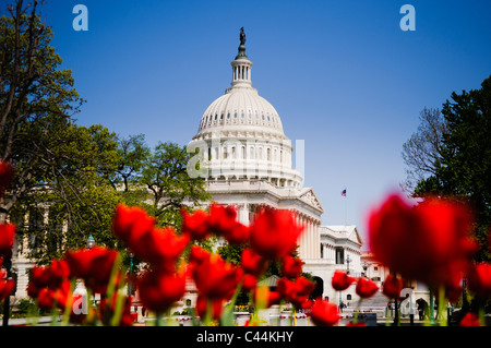 WASHINGTON, DC, USA – Im Vordergrund blüht Eine lebhafte Frühlingstulpen, die einen farbenfrohen Kontrast zum majestätischen Kapitol der Vereinigten Staaten im Hintergrund bilden. Diese malerische Szene fängt die Schönheit von Washington, DC im Frühling ein, mit der ikonischen neoklassizistischen Architektur des Kapitols, ergänzt durch die sorgfältig gestalteten Gärten und saisonalen Blumenarrangements. Stockfoto