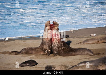 Erwachsene männliche nördlichen See-Elefanten - Mirounga Angustirostris - Kampf am Strand von Piedras Blancas, San Simeon, Kalifornien Stockfoto