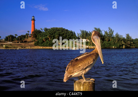 Braune Pelikan ruht auf Dock häufen mit Jupiter Inlet Leuchtturm hinter in Palm Beach County in Florida Stockfoto