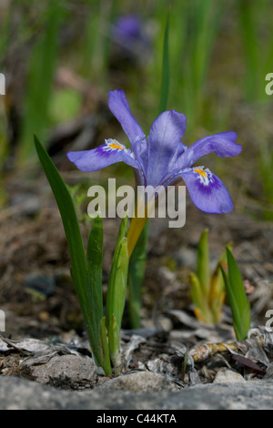 Zwerg Lake Iris Iris lacustris Northern Lake Huron Shoreline USA, von Carol Dembinsky Stockfoto