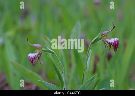 Widderkopf-Lady-Slipper in voller Blüte Cypripedium Arietinum im Osten der USA Stockfoto