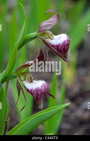 Widderkopf-Lady-Slipper in voller Blüte Cypripedium Arietinum im Osten der USA Stockfoto