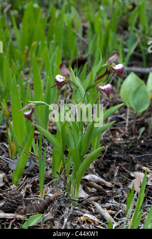 Widderkopf-Lady-Slipper in voller Blüte Cypripedium Arietinum im Osten der USA Stockfoto