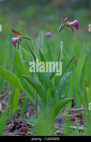 Widderkopf-Lady-Slipper in voller Blüte Cypripedium Arietinum im Osten der USA Stockfoto