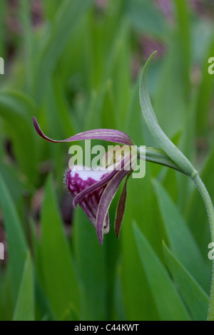 Widderkopf-Lady Slipper Orchidee Blüte Cypripedium Arietinum im Osten der USA Stockfoto