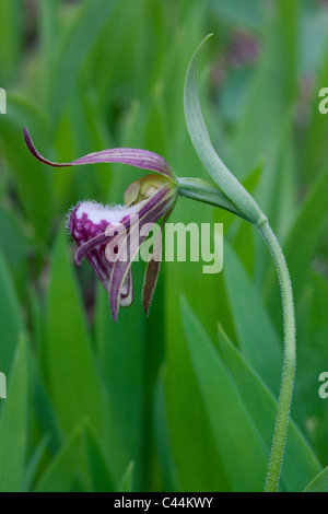 Widderkopf-Lady Slipper Orchidee Blüte Cypripedium Arietinum im Osten der USA Stockfoto