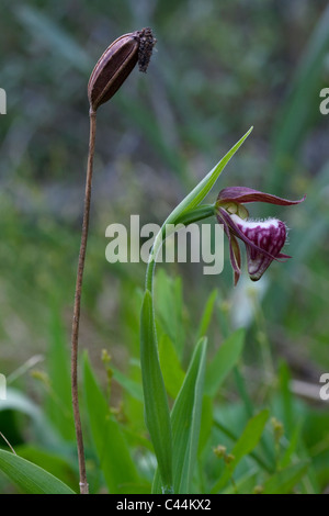 Widderkopf-Lady-Slipper in Blüte und Samen Pod aus Vorjahr Cypripedium Arietinum im Osten der USA Stockfoto