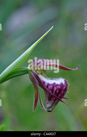Widderkopf-Lady Slipper Orchidee Blüte Cypripedium Arietinum im Osten der USA Stockfoto