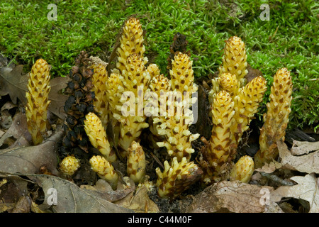 Squawroot oder amerikanische Krebs-Root oder tragen Mais Conopholis Americana in voller Blüte Michigan USA Stockfoto