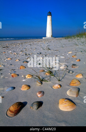 Muscheln am Strand in der Nähe von Cape St. George Lighthouse in Franklin County, Florida Stockfoto