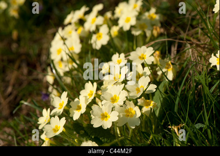 Die Primel wächst am Ufer im zeitigen Frühjahr. (Primula Vulgaris) Stockfoto