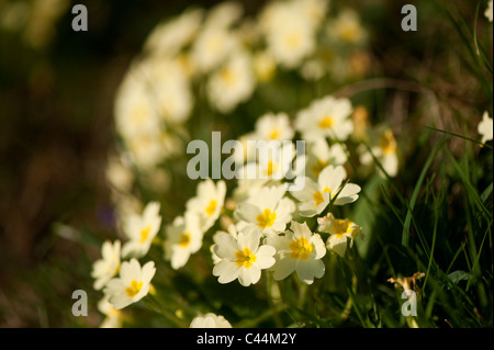 Die Primel wächst am Ufer im zeitigen Frühjahr. (Primula Vulgaris) Stockfoto