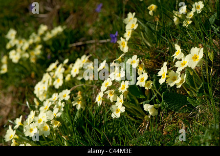 Die Primel wächst am Ufer im zeitigen Frühjahr. (Primula Vulgaris) Stockfoto