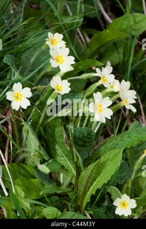 Die Primel wächst am Ufer im zeitigen Frühjahr. (Primula Vulgaris) Stockfoto