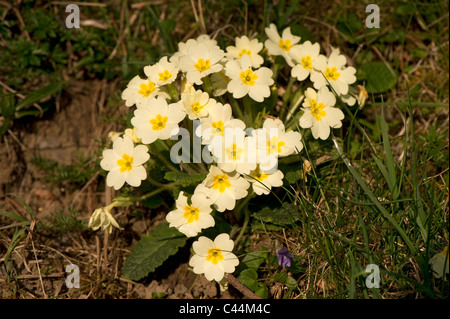 Die Primel wächst am Ufer im zeitigen Frühjahr. (Primula Vulgaris) Stockfoto