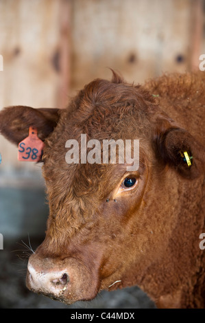 Dexter Rinder auf einem Familienbauernhof in Stevensville, Montana. Stockfoto