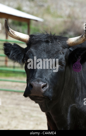 Dexter Stier auf einem Familienbauernhof in Stevensville, Montana. Stockfoto