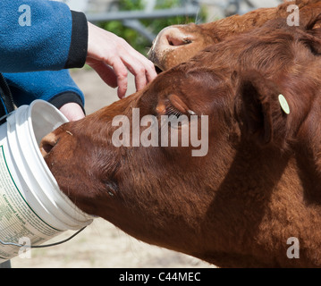 Dexter Kuh sein Eimer gefüttert auf einem Familienbauernhof in Stevensville, Montana. Stockfoto