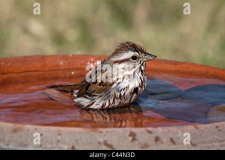 Singammer in eine Vogeltränke Stockfoto