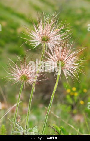 Östlichen Küchenschelle (Pulsatilla Patens), Ukraine, Osteuropa Stockfoto