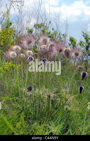 Östlichen Küchenschelle (Pulsatilla Patens), Ukraine, Osteuropa Stockfoto