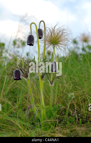 Östlichen Küchenschelle (Pulsatilla Patens), Ukraine, Osteuropa Stockfoto