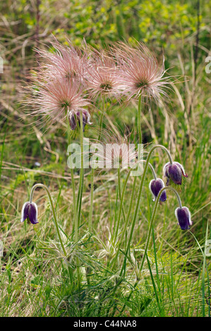 Östlichen Küchenschelle (Pulsatilla Patens), Ukraine, Osteuropa Stockfoto