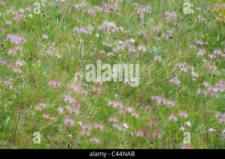 Östlichen Küchenschelle (Pulsatilla Patens), Ukraine, Osteuropa Stockfoto