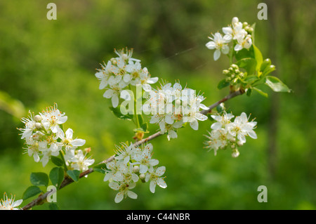 Blühende Kirsche (Prunus Avium), Ukraine, Osteuropa Stockfoto