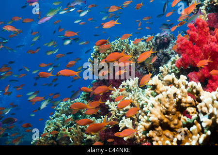 Lyretail Anthias über Coral Reef, Pseudanthias Squamipinnis, Beqa Lagoon, Viti Levu, Fidschi Stockfoto