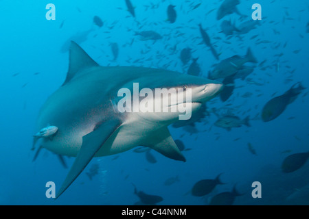 Bullenhai, Carcharhinus Leucas, Beqa Lagoon, Viti Levu, Fidschi Stockfoto