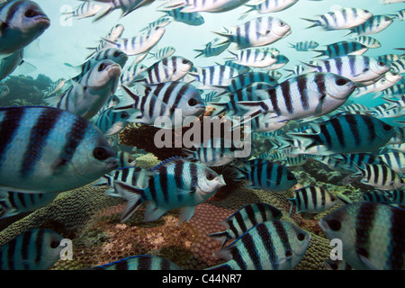 Scissor-Tail Sergeant, flachem Abudefduf Sexfasciatus, Beqa Lagoon, Viti Levu, Fidschi Stockfoto