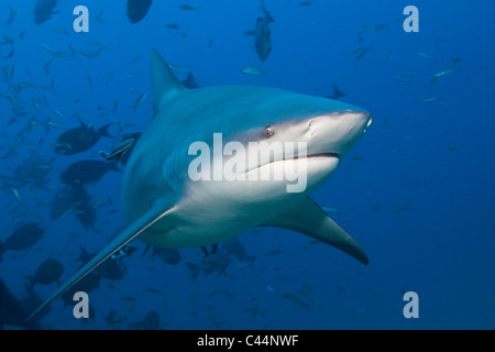 Bullenhai, Carcharhinus Leucas, Beqa Lagoon, Viti Levu, Fidschi Stockfoto