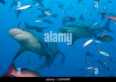 Gruppe der Bullenhaie, Carcharhinus Leucas, Beqa Lagoon, Viti Levu, Fidschi Stockfoto