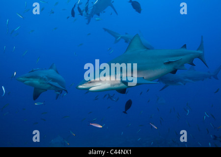 Gruppe der Bullenhaie, Carcharhinus Leucas, Beqa Lagoon, Viti Levu, Fidschi Stockfoto