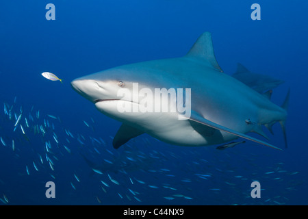 Bullenhai, Carcharhinus Leucas, Beqa Lagoon, Viti Levu, Fidschi Stockfoto