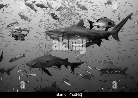 Gruppe der Bullenhaie, Carcharhinus Leucas, Beqa Lagoon, Viti Levu, Fidschi Stockfoto