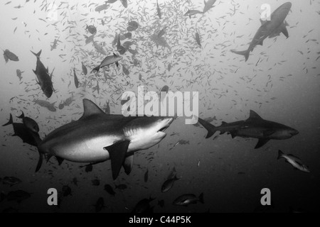 Gruppe der Bullenhaie, Carcharhinus Leucas, Beqa Lagoon, Viti Levu, Fidschi Stockfoto