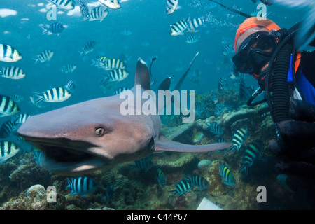 Weißspitzen-Riffhaie am Hai Fütterung, Triaenodon Obesus, Beqa Lagoon, Viti Levu, Fidschi Stockfoto