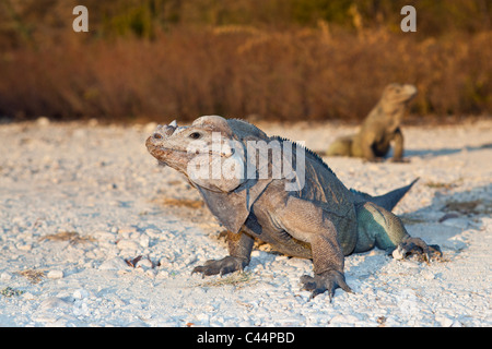 Nashorn-Iguana, Cyclura Cornuta, Nationalpark Isla Cabritos, Lago Enriquillo, Dominikanische Republik Stockfoto