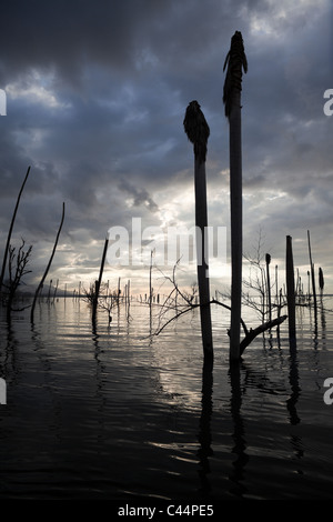 Sonnenaufgang am Saltlake Lago Enriquillo, Independencia Provinz, Dominikanische Republik Stockfoto