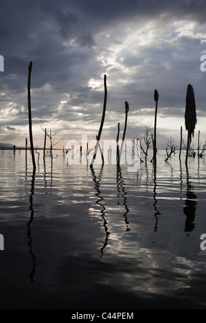 Morgendämmerung am Saltlake Lago Enriquillo, Independencia Provinz, Dominikanische Republik Stockfoto