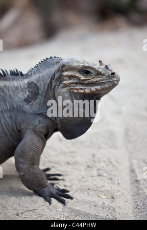 Nashorn-Iguana, Cyclura Cornuta, Nationalpark Isla Cabritos, Lago Enriquillo, Dominikanische Republik Stockfoto