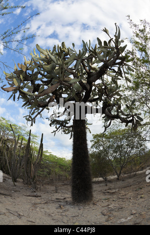 Flora Nationalpark Isla Cabritos, Nationalpark Isla Cabritos, Lago Enriquillo, Dominikanische Republik Stockfoto