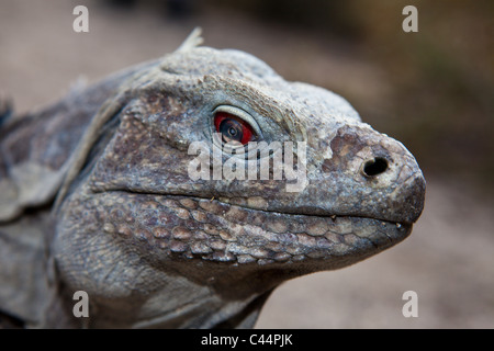 Entdecken Boden Iguana, Cyclura Ricordii, Nationalpark Isla Cabritos, Lago Enriquillo, Dominikanische Republik Stockfoto