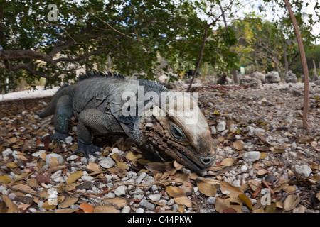 Nashorn-Iguana, Cyclura Cornuta, Nationalpark Isla Cabritos, Lago Enriquillo, Dominikanische Republik Stockfoto